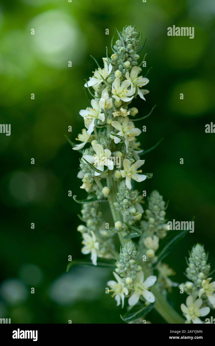 Bianco, mullein mullein scuro (Molène lychnitis), infiorescenza, Germania Foto Stock