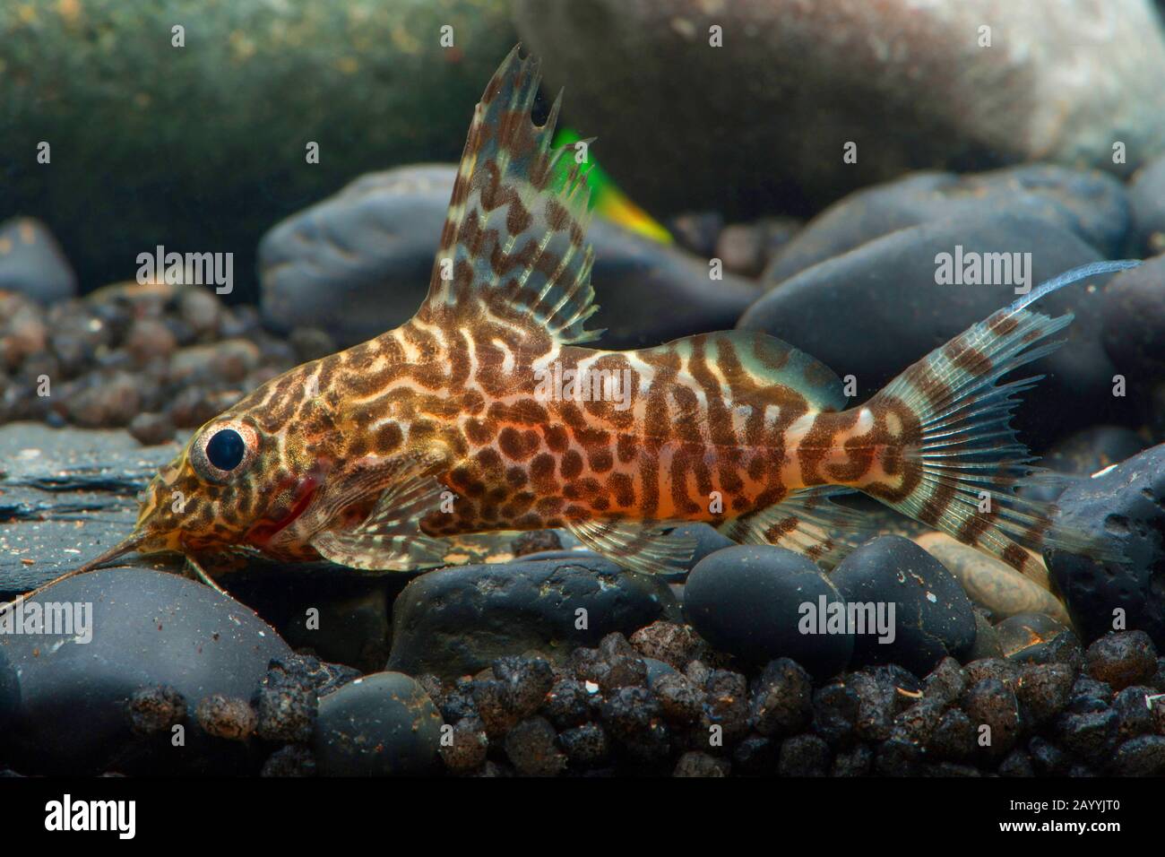 Pesce gatto Featherfin (Synodontis eupterus), su pietre sotto acqua Foto Stock