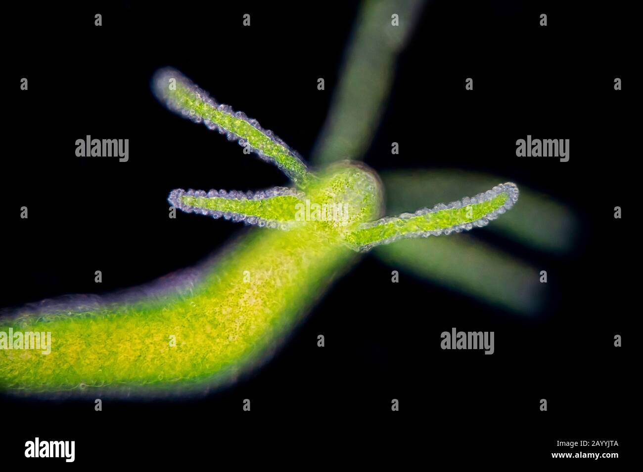 Idrina verde (Chloroidra virisima, Hydra viridis), in mikroskopy chiaro, dark field, Germania Foto Stock