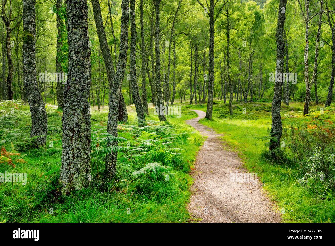 Betulla (Betula spec.), sentiero nella foresta di betulla, Regno Unito, Scozia, Craigellachie National Nature Reserve Foto Stock