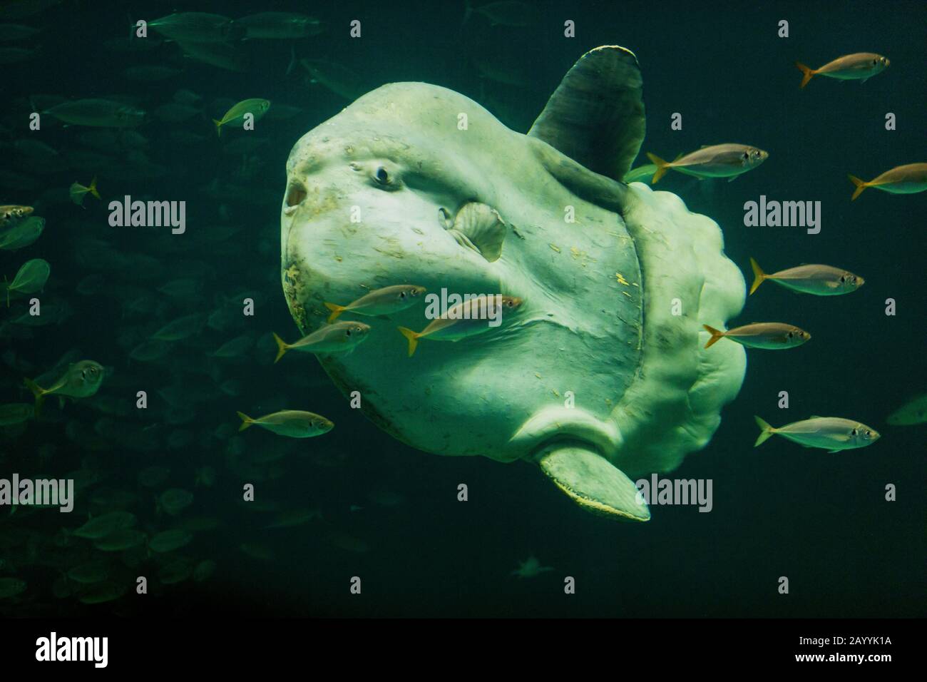 Mare (Mola mola), nuoto Foto Stock