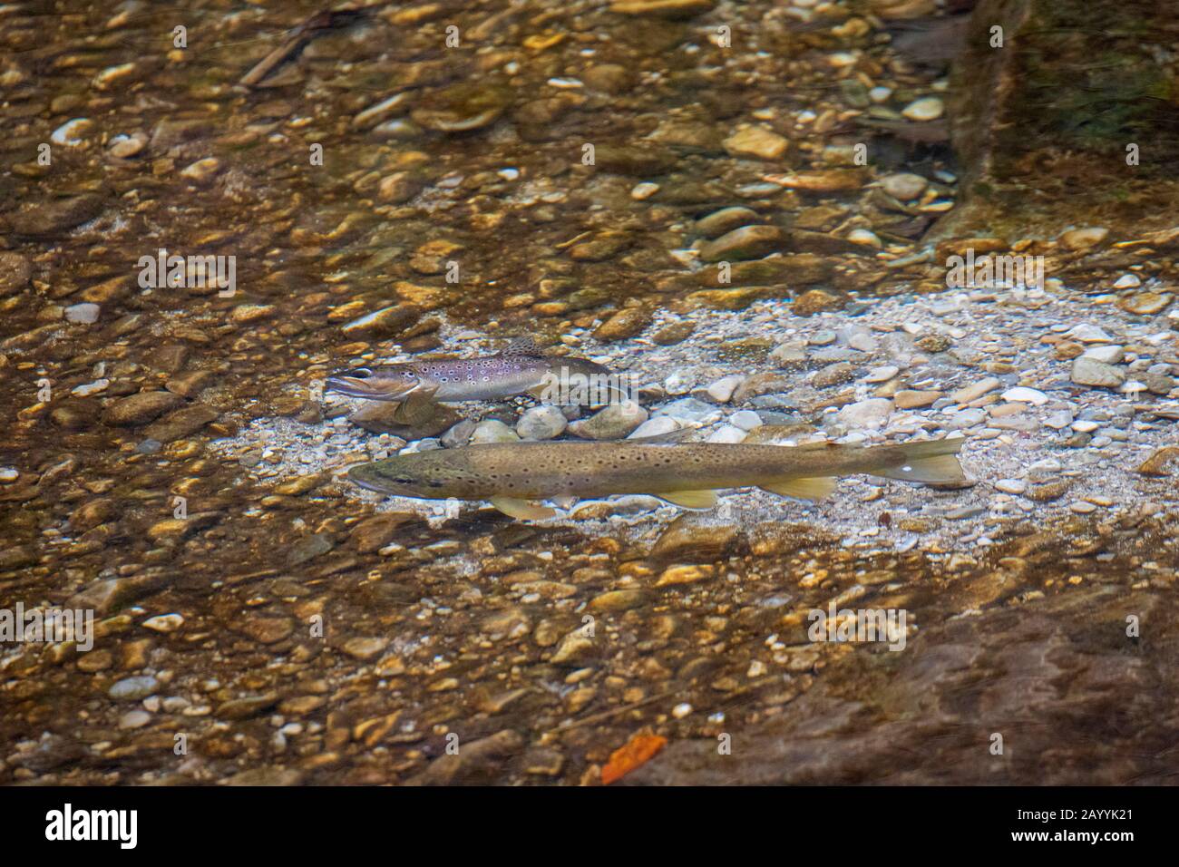 Trota marrone, trota di fiume, trota di ruscello (Salmo trutta fario), spawner che prepara il luogo di riproduzione, custodito dal milkner, Germania, Baviera, Prien Foto Stock