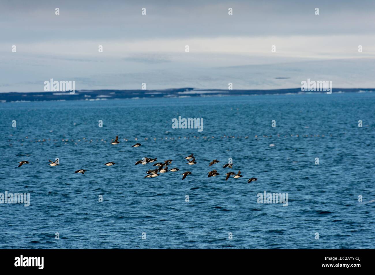 Un gregge di murres Spesso-fatturati o guillemot di Brünnich (Uria lomvia) volando sopra l'Oceano Artico vicino ad Alkefjellet, che uno dei più grandi fif di uccello Foto Stock