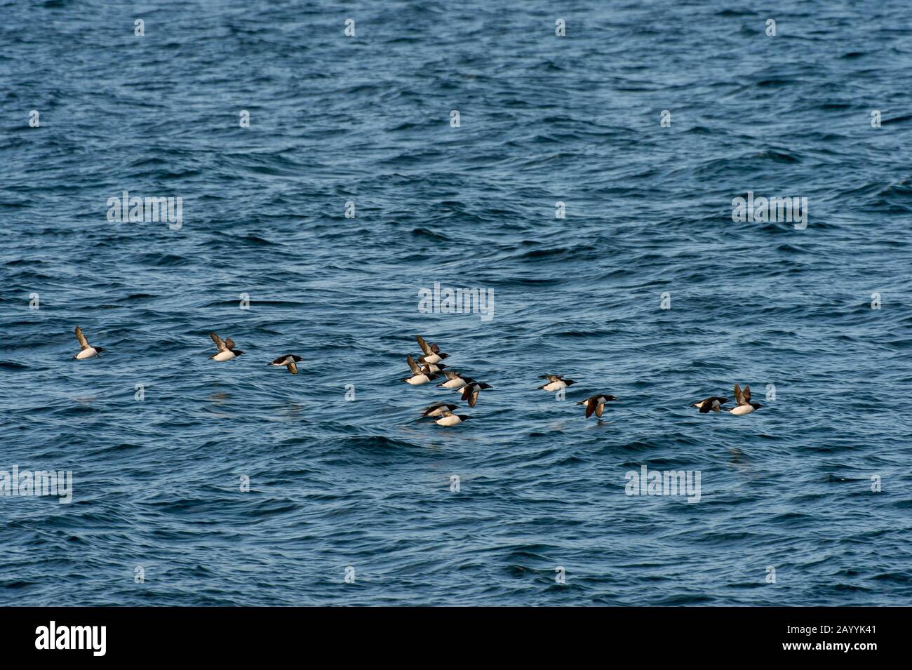 Un gregge di murres Spesso-fatturati o guillemot di Brünnich (Uria lomvia) volando sopra l'Oceano Artico vicino ad Alkefjellet, che uno dei più grandi fif di uccello Foto Stock
