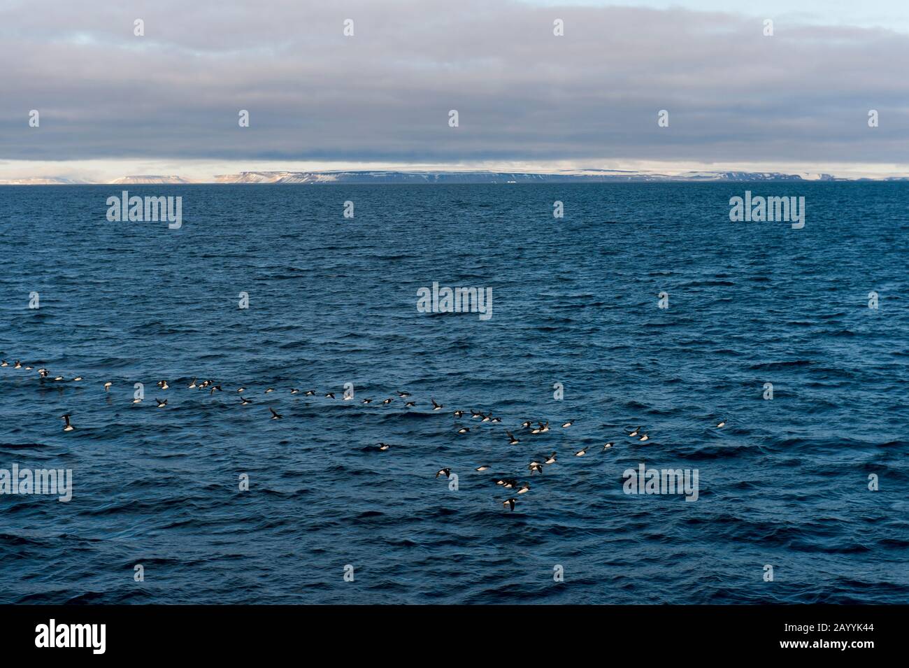 Un gregge di murres Spesso-fatturati o guillemot di Brünnich (Uria lomvia) volando sopra l'Oceano Artico vicino ad Alkefjellet, che uno dei più grandi fif di uccello Foto Stock