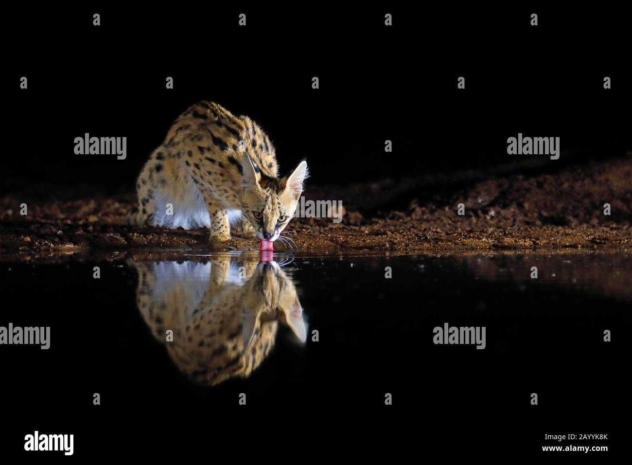 Serval (Leptailurus serval, Felis serval), bevendo in un buco d'acqua di notte, Sud Africa, Kwazulu-Natal, Zimanga Game Reserve Foto Stock