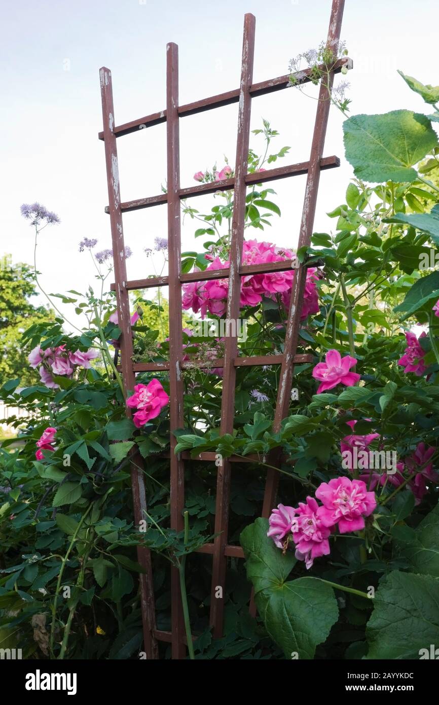 Rosa Rosa - Rosa cespuglio su vecchi tralicci di legno marrone in giardino urbano davanti in estate. Foto Stock