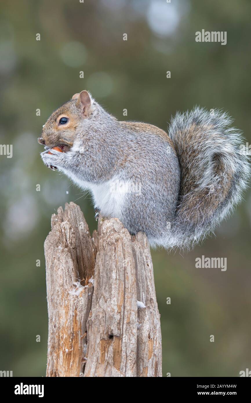 Scoiattolo grigio (sciurus carolinensis) nocciola, inverno, MN, USA, di Dominique Braud/Dembinsky Photo Assoc Foto Stock