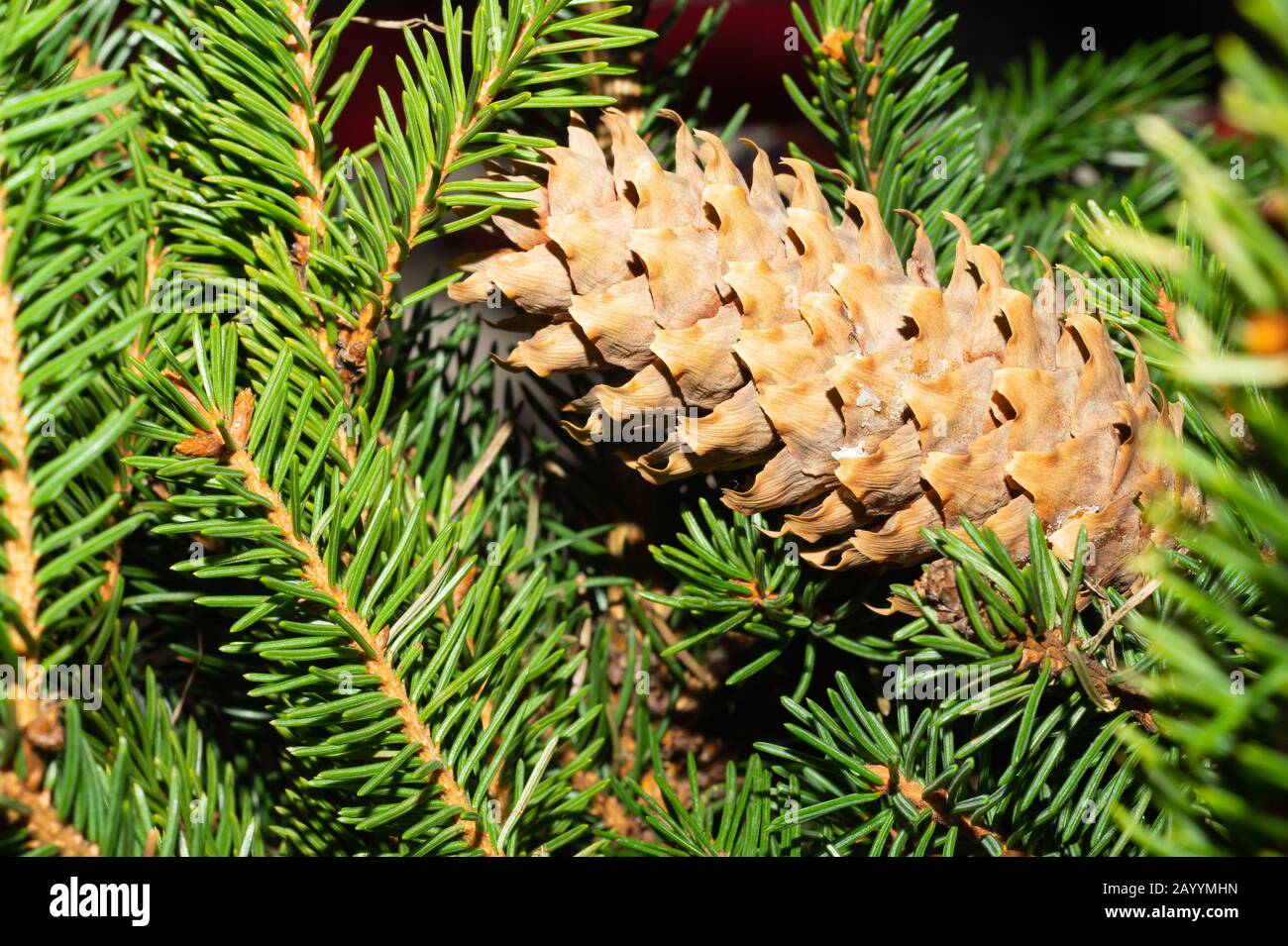 Coni di abete sul ramo. Pino vicino. Pianta Evergreen Foto Stock