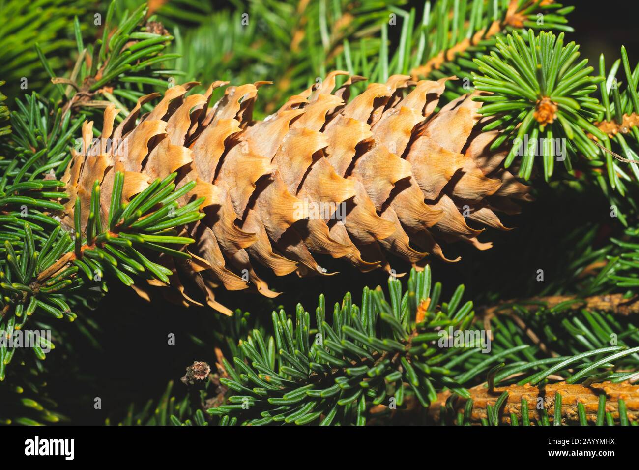 Coni di abete sul ramo. Pino vicino. Pianta Evergreen Foto Stock