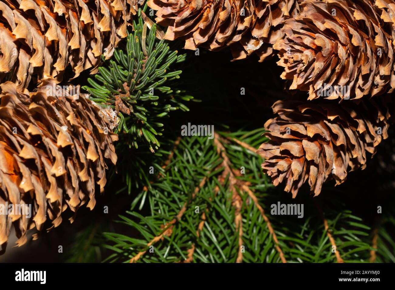 Coni di abete sul ramo. Pino vicino. Pianta Evergreen Foto Stock