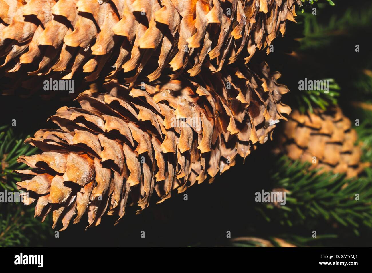 Coni di abete sul ramo. Pino vicino. Pianta Evergreen Foto Stock