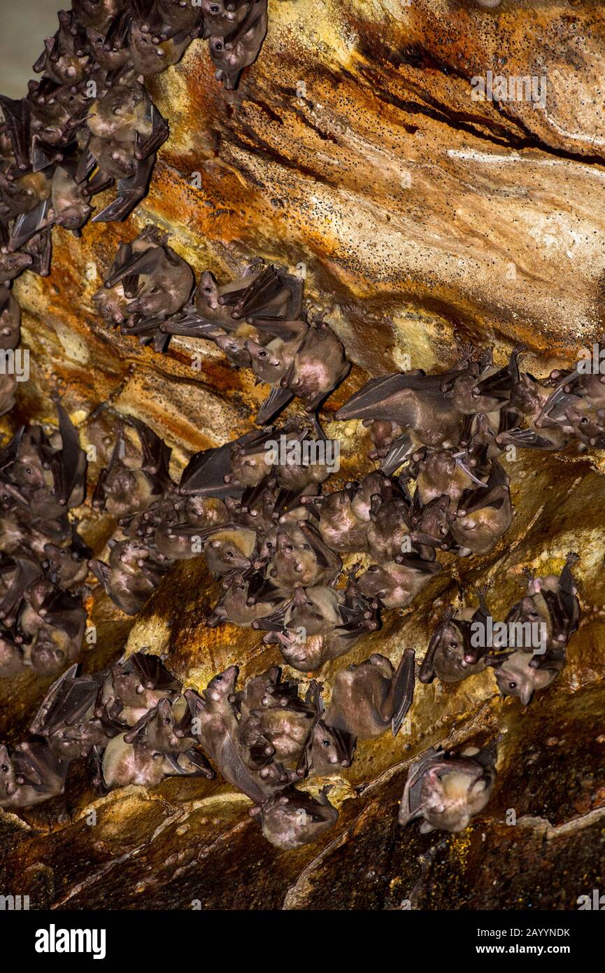 Pipistrelli all'interno della grotta di pietra calcarea nella Riserva di Ankarana nel Madagascar settentrionale. Foto Stock