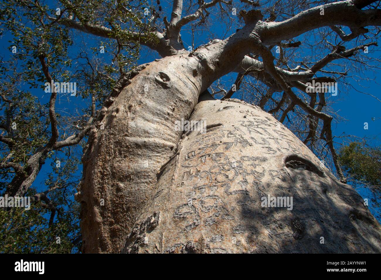 Albero di baobab intrecciato con graffiti scolpiti nella corteccia vicino Baobab Alley vicino Morondava, Madagascar occidentale. Foto Stock