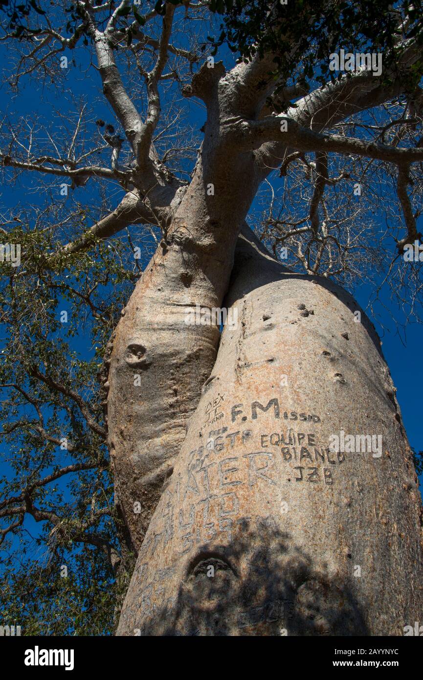 Albero di baobab intrecciato con graffiti scolpiti nella corteccia vicino Baobab Alley vicino Morondava, Madagascar occidentale. Foto Stock