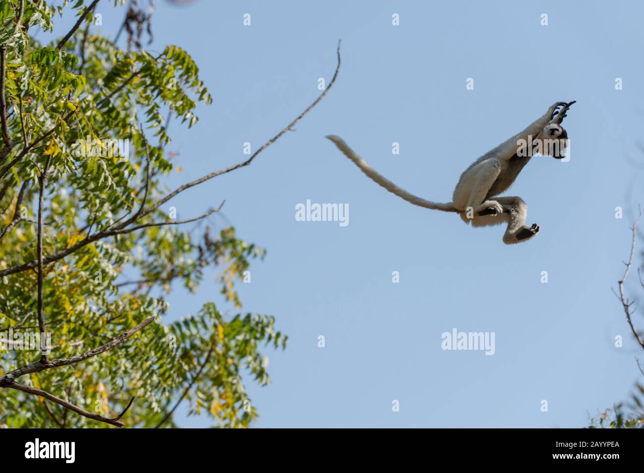 Il sifaka di Verreaux (Propithecus verreauxi), o il sifaka bianco che salta dall'albero all'albero alla Riserva di Berenty nel Madagascar meridionale. Foto Stock