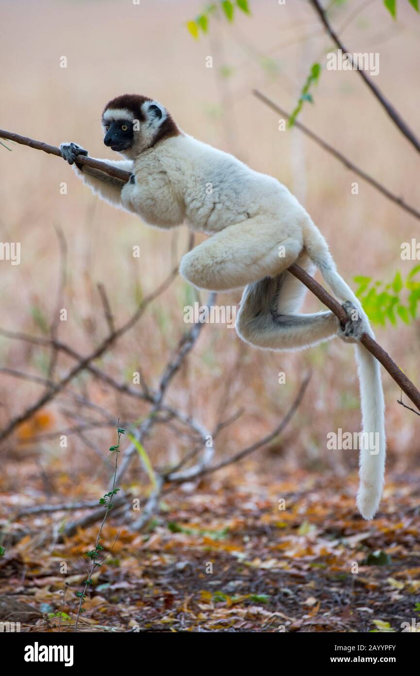 Il sifaka di Verreaux (Propithecus verreauxi), o il sifaka bianco alla Riserva di Berenty nel Madagascar meridionale. Foto Stock