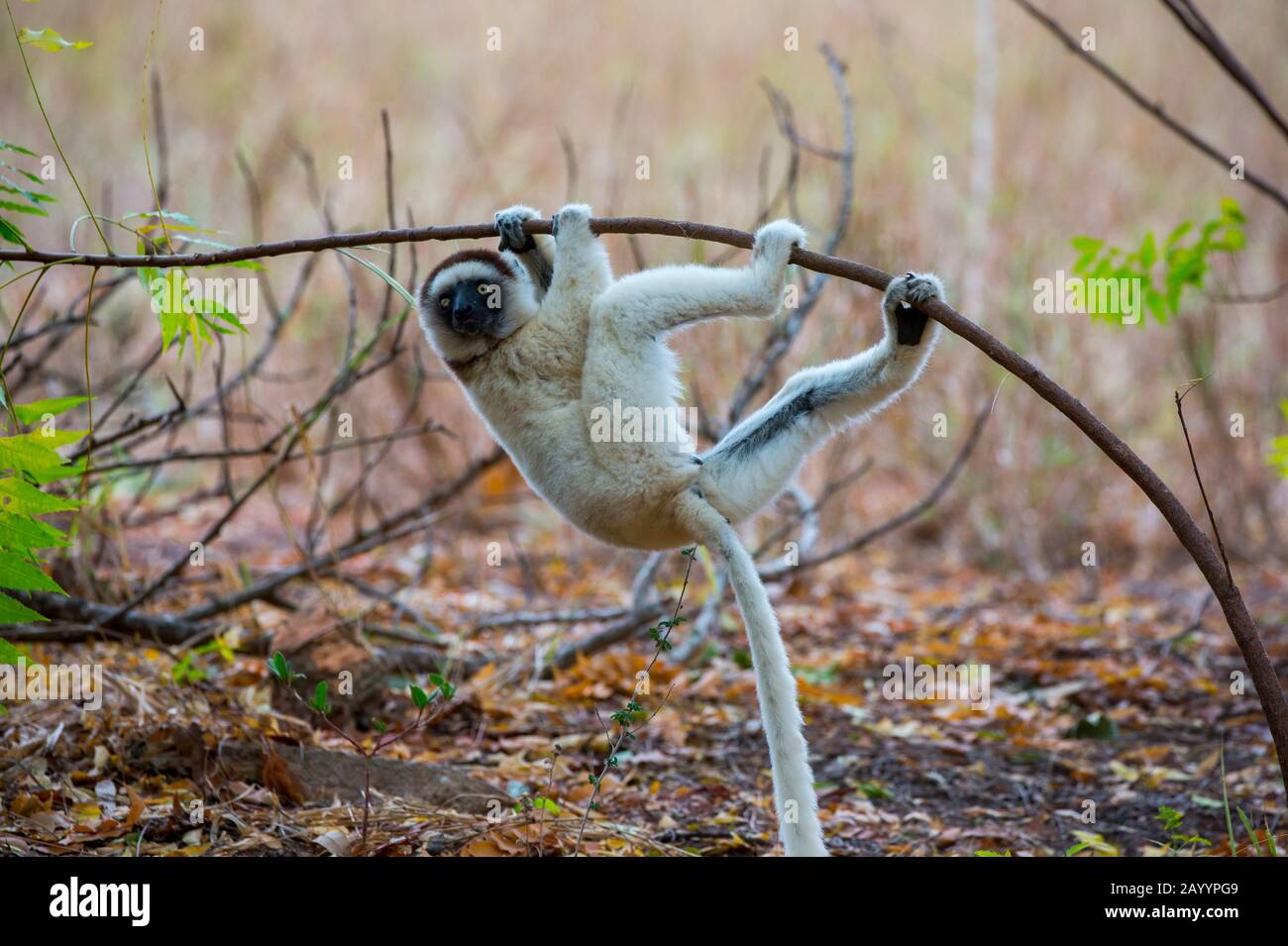 Il sifaka di Verreaux (Propithecus verreauxi), o il sifaka bianco alla Riserva di Berenty nel Madagascar meridionale. Foto Stock