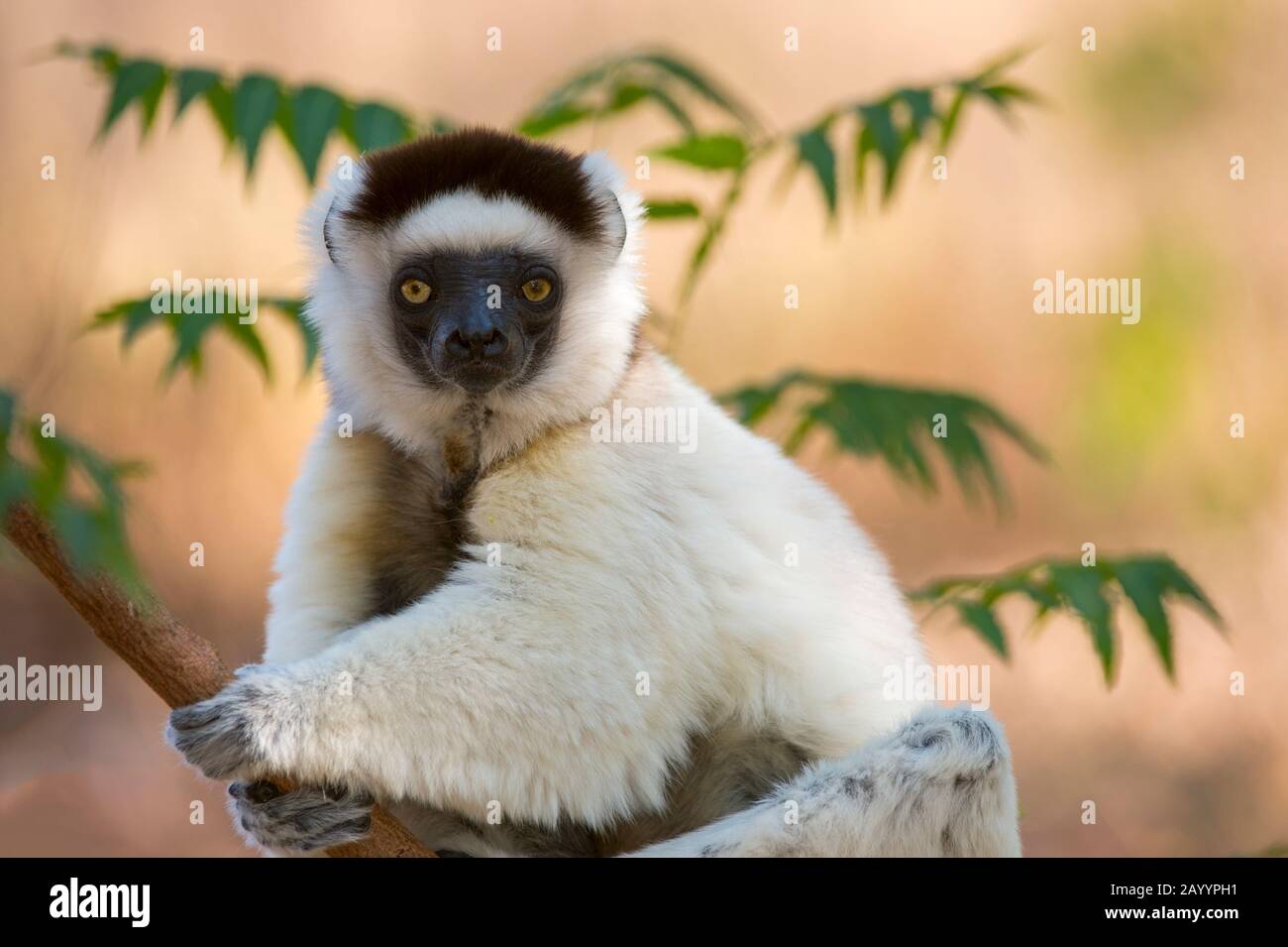 Il sifaka di Verreaux (Propithecus verreauxi), o il sifaka bianco nell'albero alla Riserva di Berenty nel Madagascar meridionale. Foto Stock