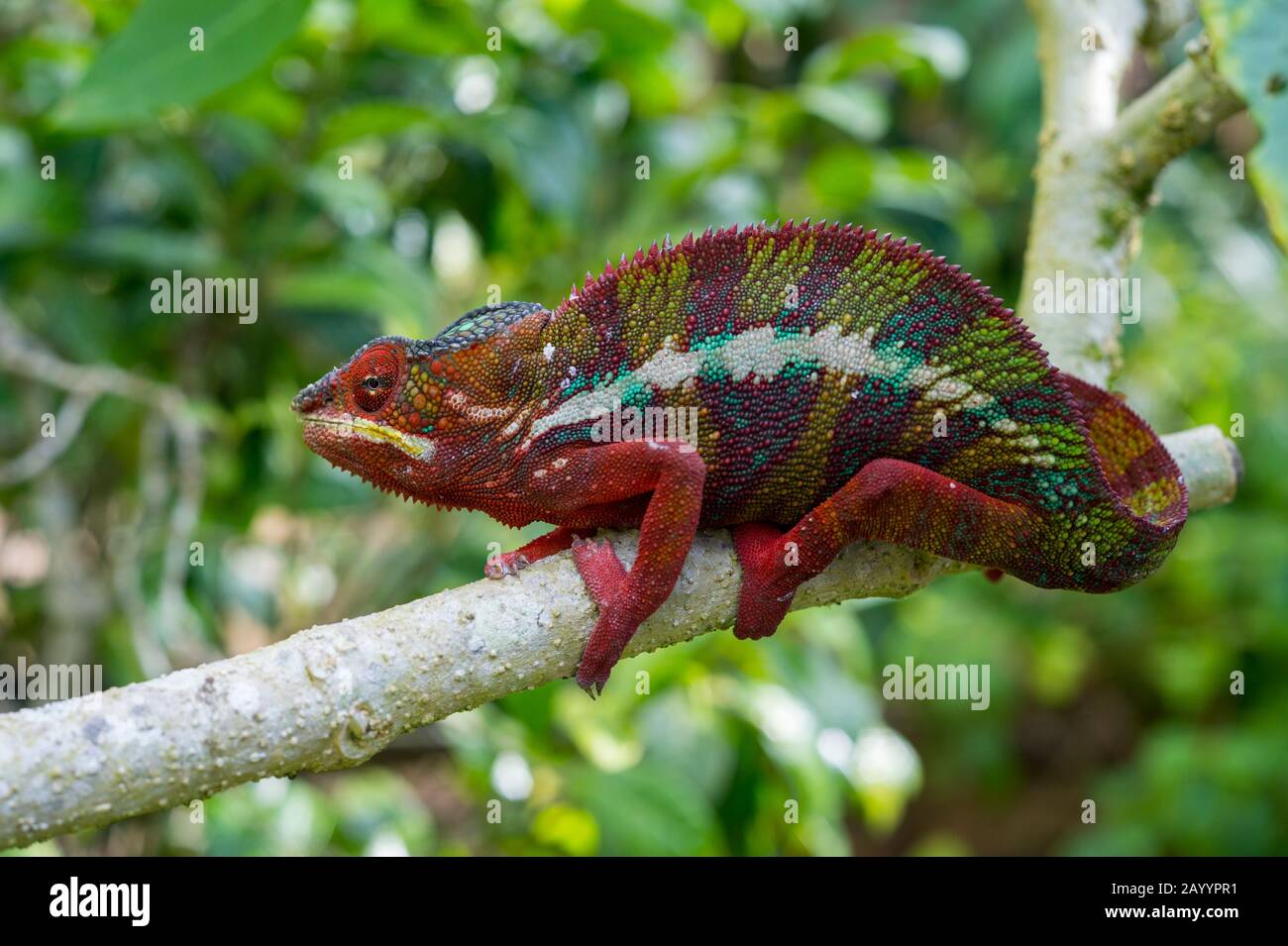 Maschio Panther Chameleon (Furcifer pardalis) alla Riserva di Mandraka vicino a Moramanga, Madagascar. Foto Stock
