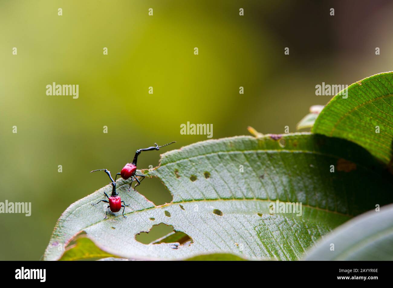 Il giraffe weevil (Trachelophorus giraffa) è un anillo endemico del Madagascar. Foto Stock