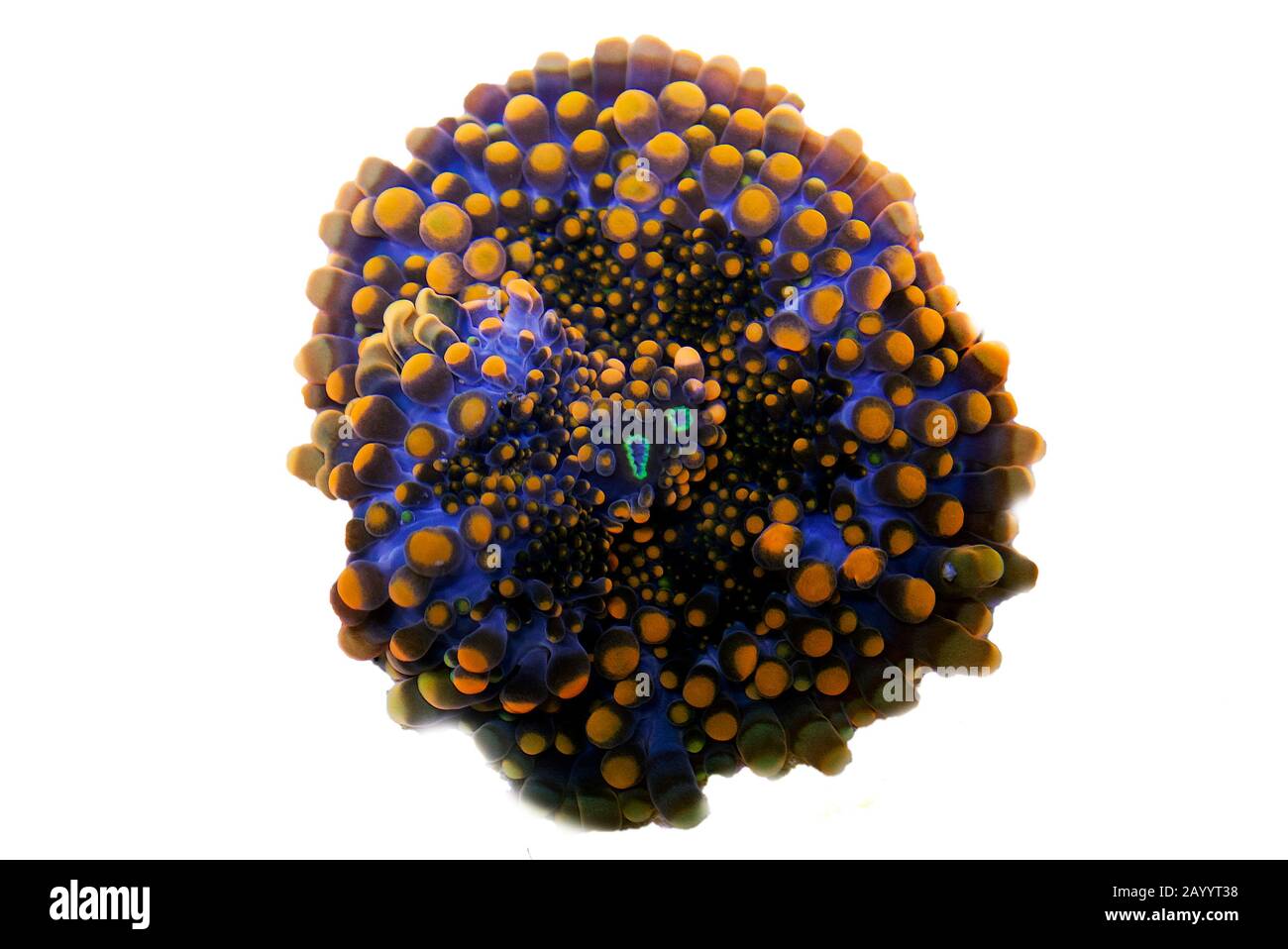 Arancione punta fungo corallo morbido - Ricordea yuma Foto Stock