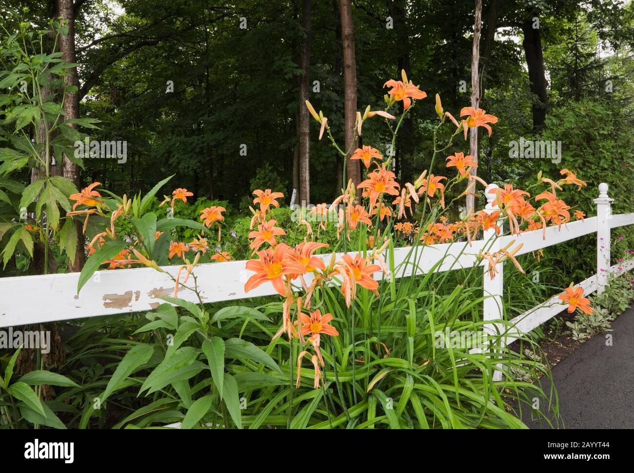Recinzione in stile ranch dipinto di bianco e hemerocallis arancione - fiori daylily nel giardino del cortile di fronte in estate. Foto Stock
