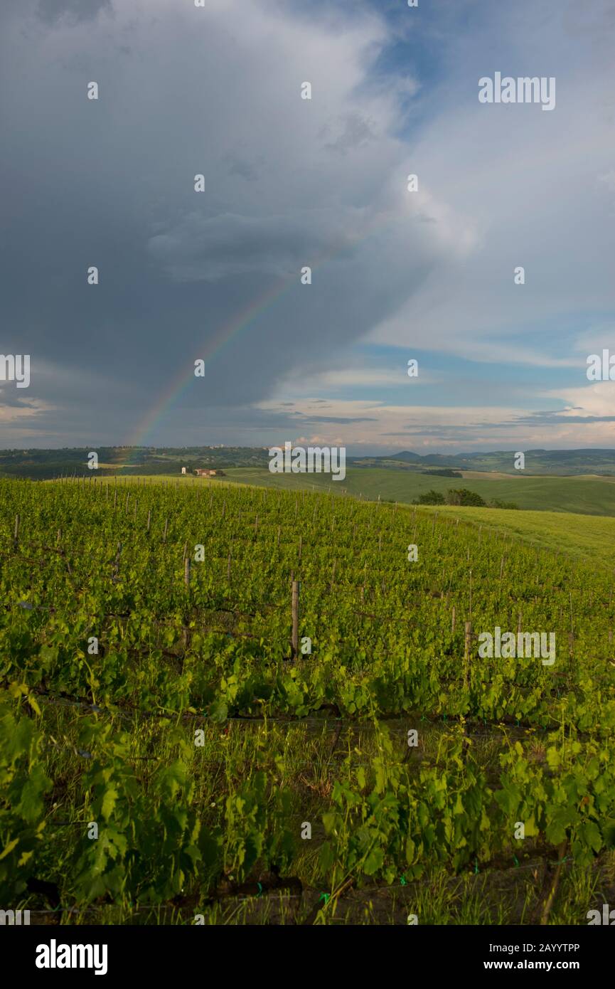Arcobaleno sul vigneto con la Cappella di Vitaleta sullo sfondo, Val d'Orcia vicino Pienza in Toscana, Italia. Foto Stock
