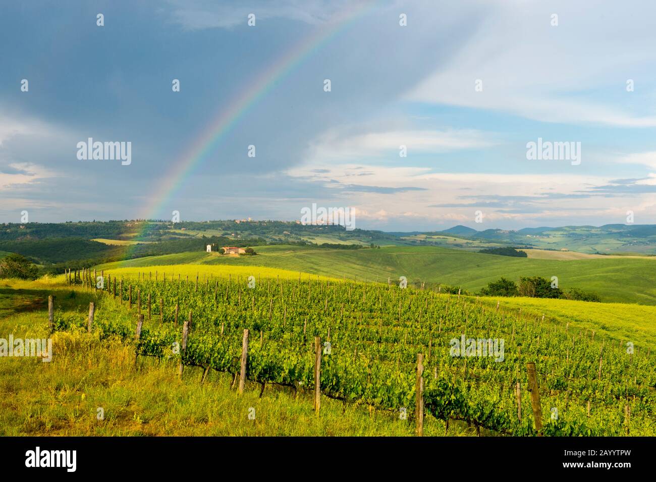 Arcobaleno sul vigneto con la Cappella di Vitaleta sullo sfondo, Val d'Orcia vicino Pienza in Toscana, Italia. Foto Stock