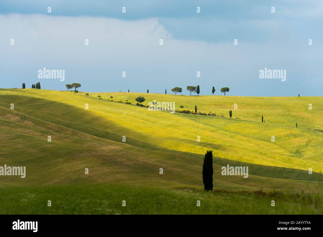 Tempesta nuvole su campi con cipressi italiani (Cupressus sempervirens) nei pressi di San Quirico in Val d'Orcia vicino Pienza in Toscana. Foto Stock Tempesta nuvole su campi con cipressi italiani (Cupressus sempervirens) nei pressi di San Quirico in Val d'Orcia vicino Pienza in Toscana. Foto Stock
