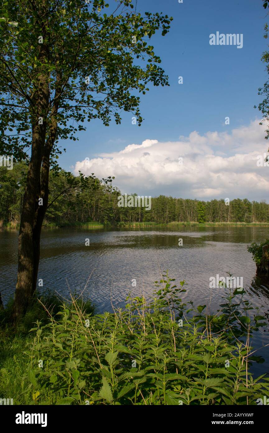 Vista sul fiume Peene a Stolpe vicino a Anklam, nel Mecklenburg-Vorpommern, Germania. Foto Stock