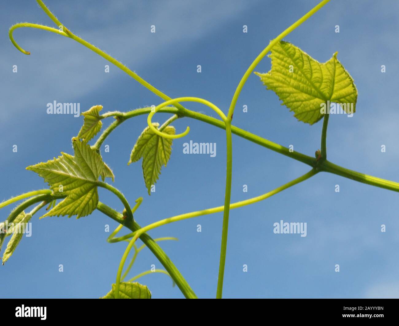 Vitigno, sano e forte, con foglie estive e tendrili crescenti Foto Stock