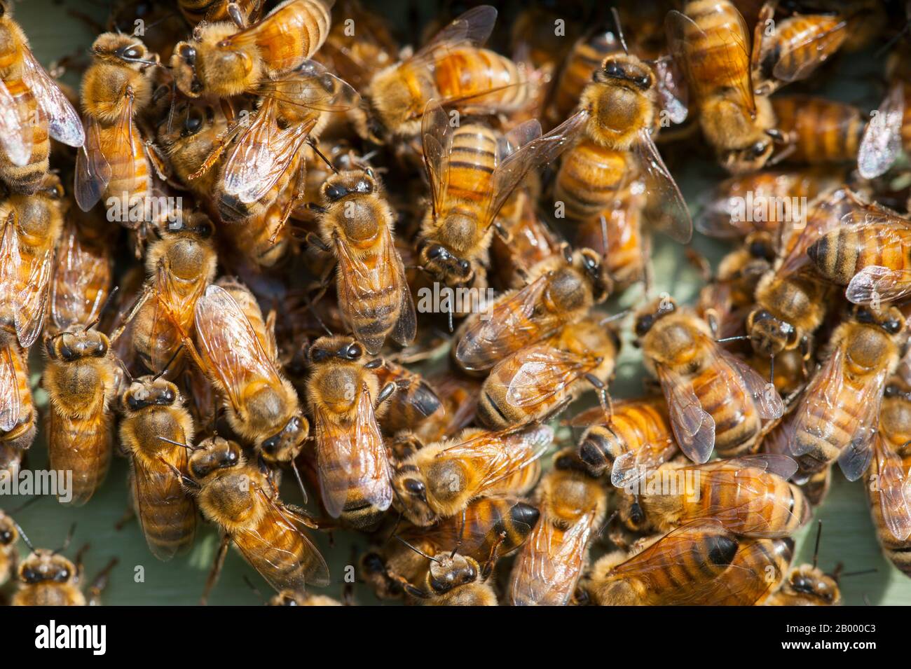 Nord America, NORD AMERICA, STATI UNITI, STATI UNITI D'AMERICA, Stati Uniti, Stato di Washington, GAROFANO VALLEY, Carlation Valley Washington state, ho Foto Stock