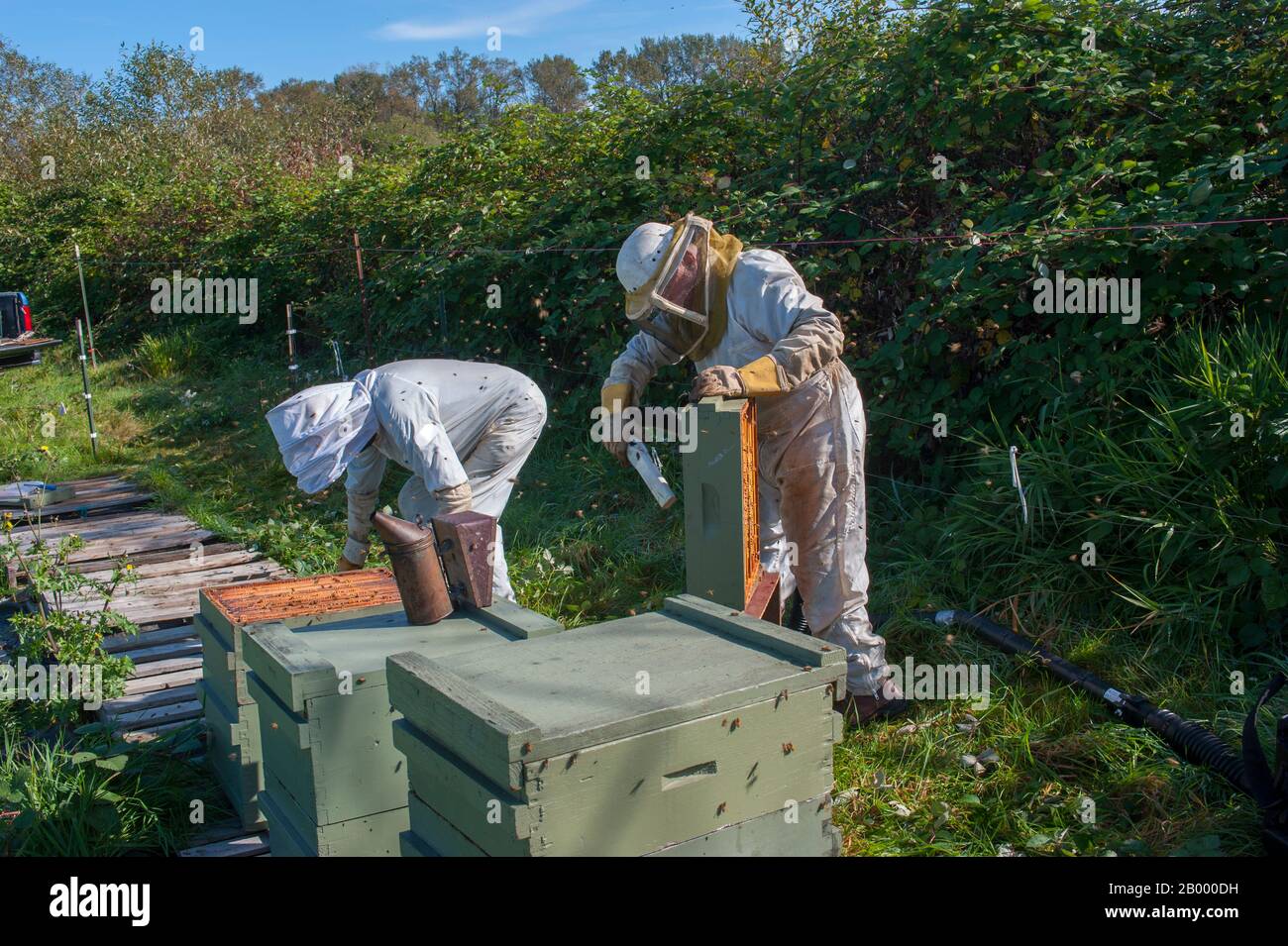 Nord America, NORD AMERICA, STATI UNITI, STATI UNITI D'AMERICA, Stati Uniti, Stato di Washington, GAROFANO VALLEY, Carlation Valley Washington state, ho Foto Stock