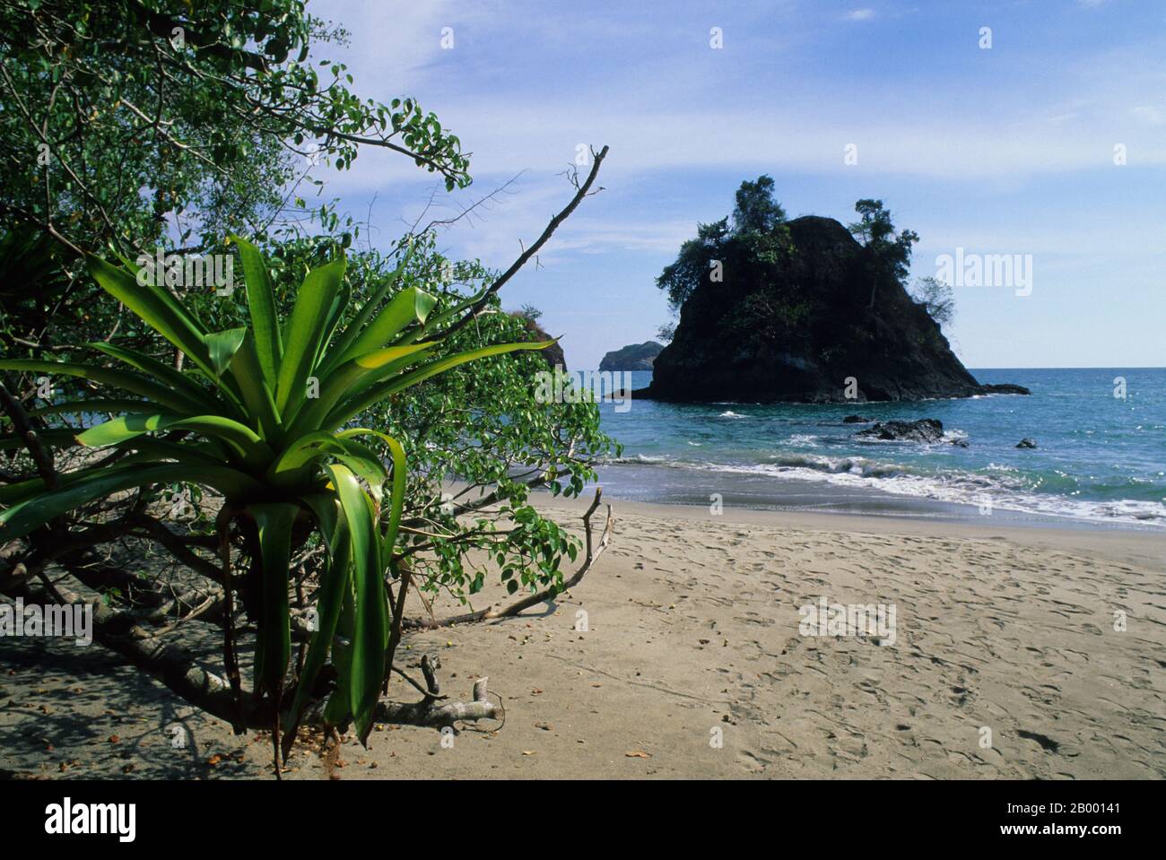 Un bromeliade sta crescendo su un albero sul bordo della foresta pluviale del Parco Nazionale Manuel Antonio situato su una spiaggia sulla costa pacifica di Costa Ri Foto Stock