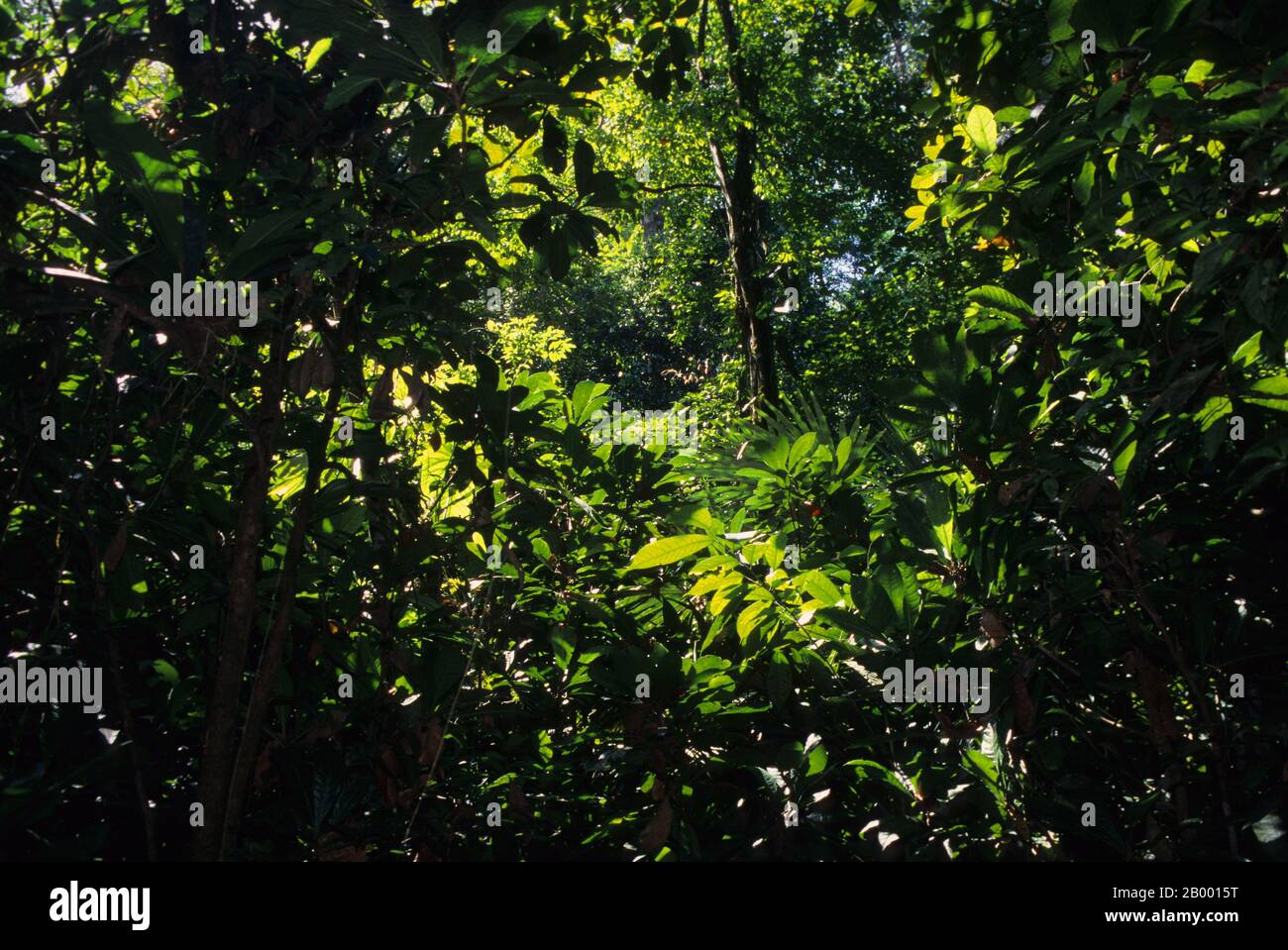 Vegetazione retroilluminata nella foresta pluviale del Parco Nazionale Carara, che è un parco nazionale nella zona di conservazione del Pacifico centrale situato vicino al P. Foto Stock