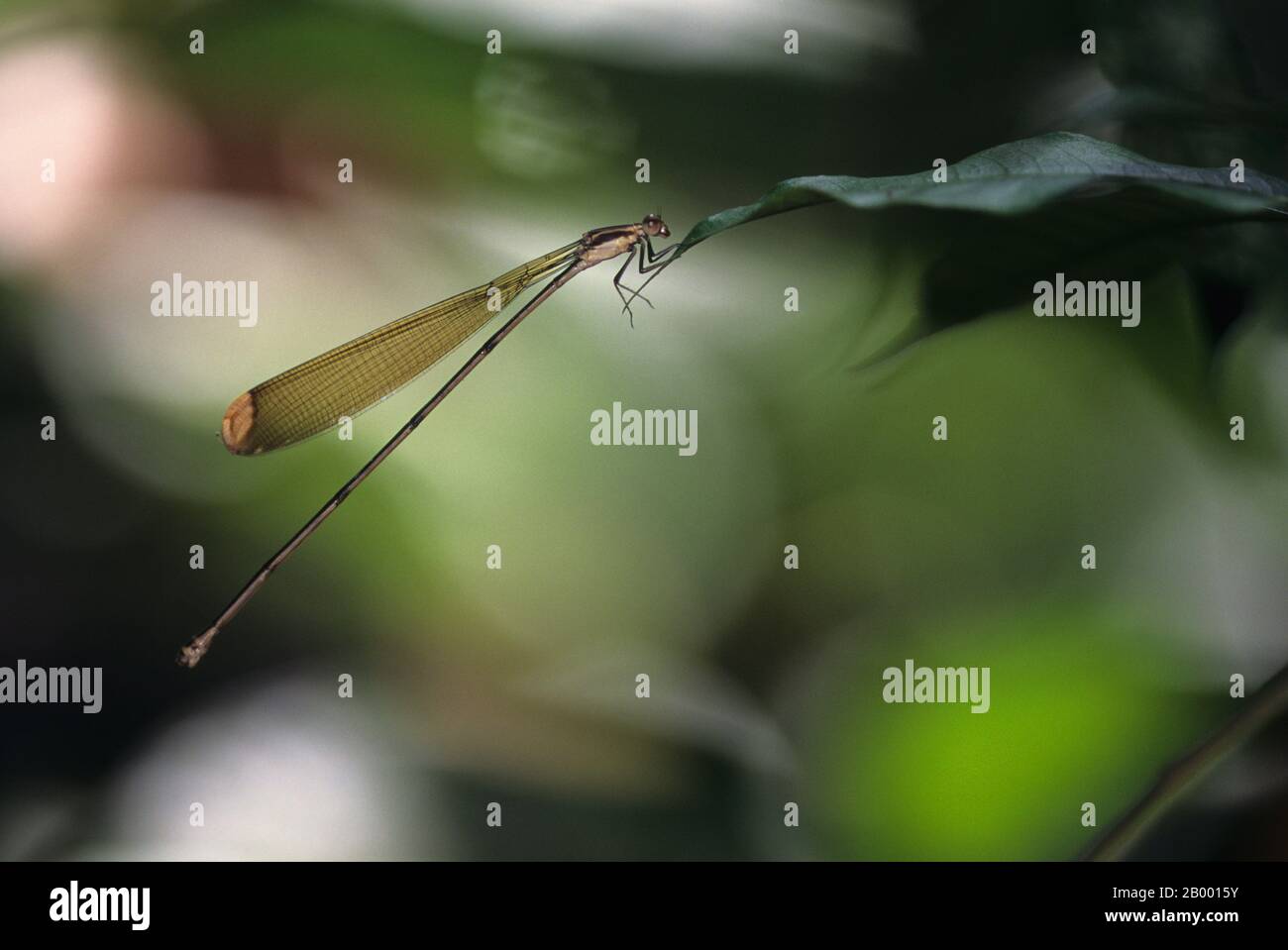 Una damselfly si trova su una foglia nella foresta pluviale del Carara National Park, che è un parco nazionale nella zona di conservazione del Pacifico centrale Foto Stock