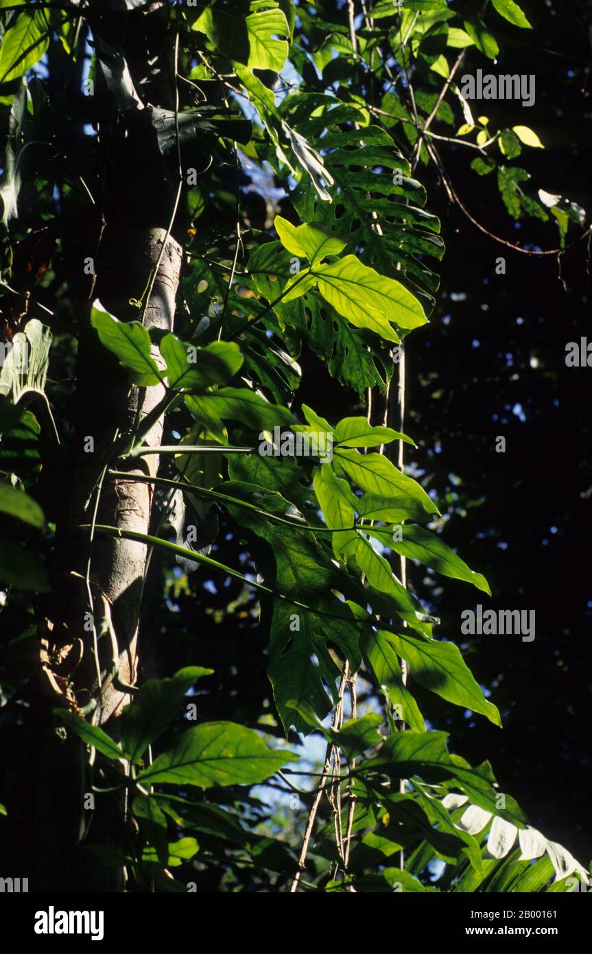 Vegetazione retroilluminata nella foresta pluviale del Parco Nazionale Carara, che è un parco nazionale nella zona di conservazione del Pacifico centrale situato vicino al P. Foto Stock