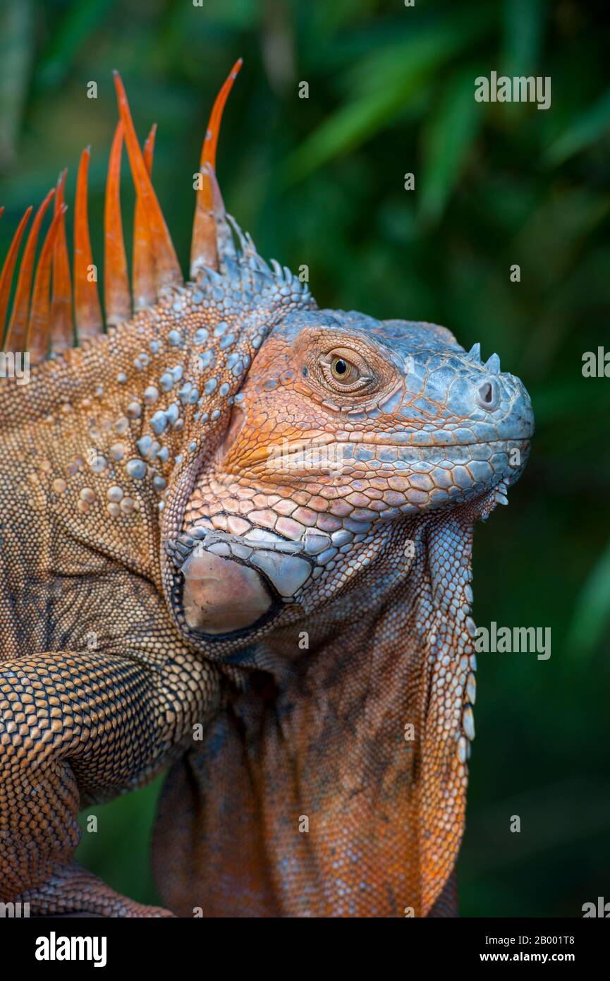 Ritratto di una iguana verde maschile (Iguana iguana) con colorati colori di allevamento nella foresta pluviale vicino al vulcano Arenal in Costa Rica. Foto Stock