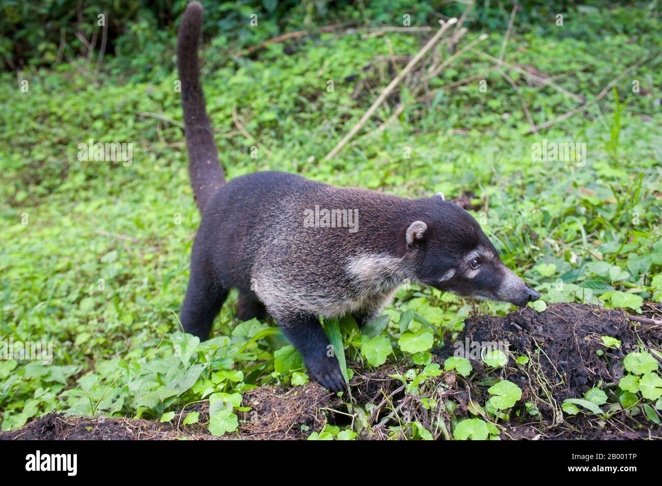 Un coati bianco-nostico (Nasua narica) nella foresta pluviale vicino al vulcano Arenal in Costa Rica. Foto Stock