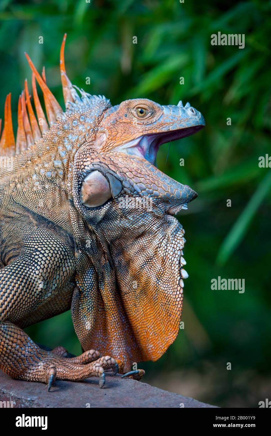 Un maschio iguana Verde (Iguana iguana) con colorati colori di allevamento nella foresta pluviale vicino al vulcano Arenal in Costa Rica. Foto Stock