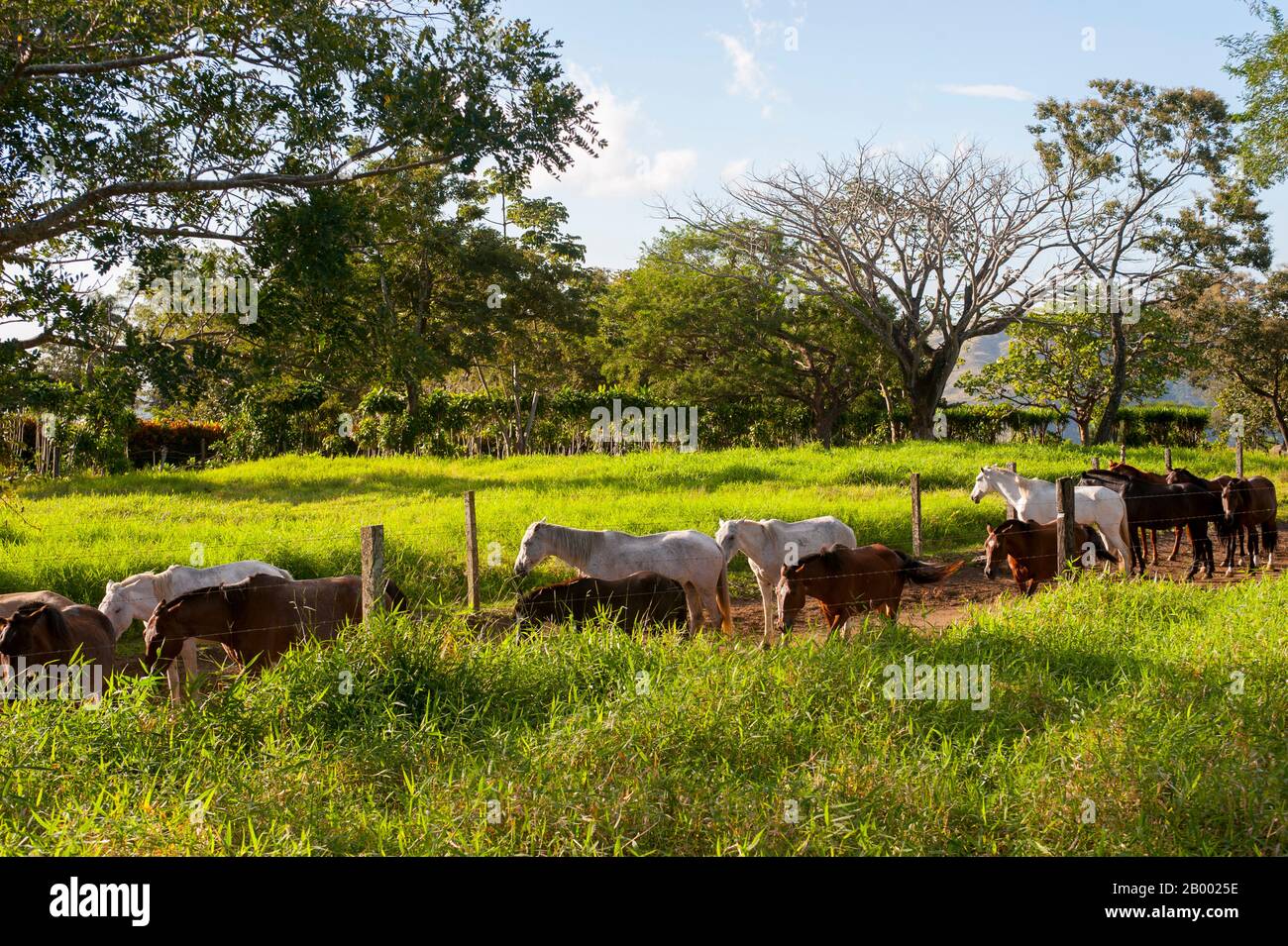 Cavalli al sole serale al Buena Vista Lodge nel nord-ovest della Costa Rica. Foto Stock