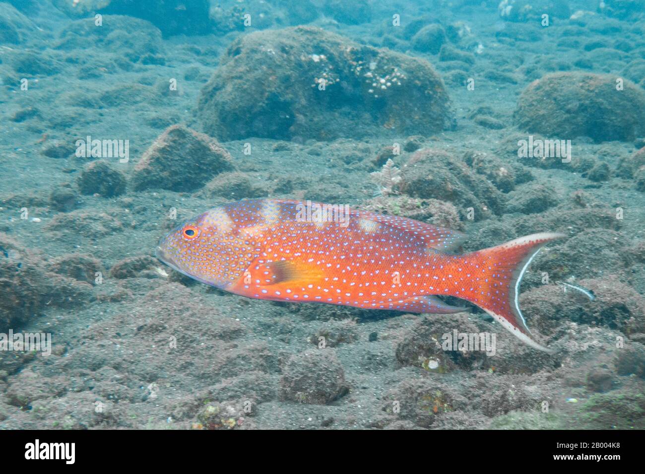 Cernie sono pesci di qualsiasi di un numero di generi nella sottofamiglia Epinephelinae della famiglia Serranidae, nell'ordine Perciformes. Foto Stock
