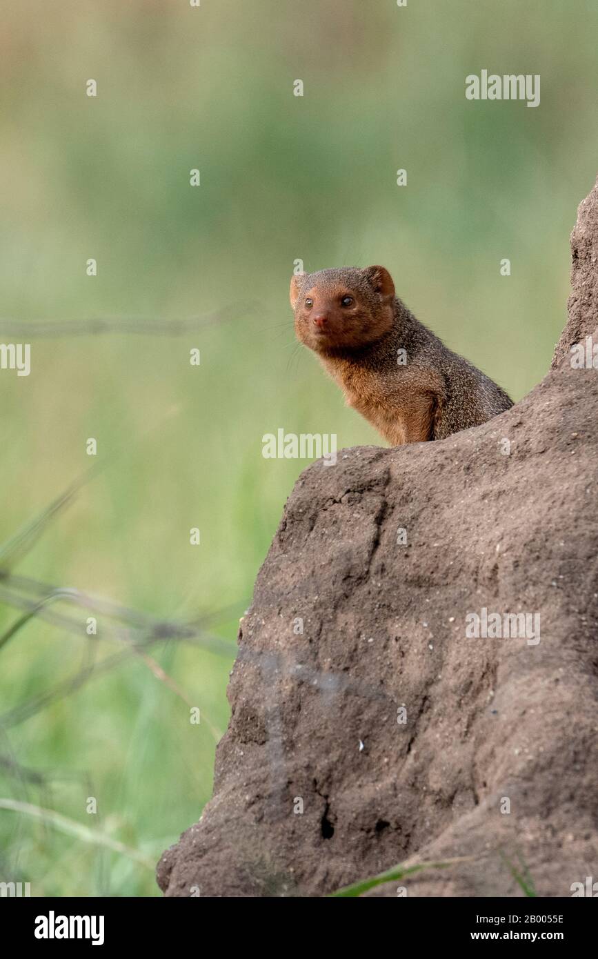 Curioso Mongoose guardando fuori dal tumulo termite. Parco Nazionale di Tarangire Foto Stock