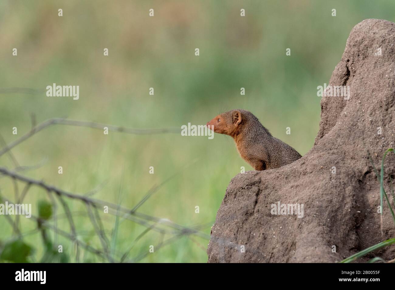 Curioso Mongoose in termite tumulo, Tarangire Parco Nazionale Foto Stock