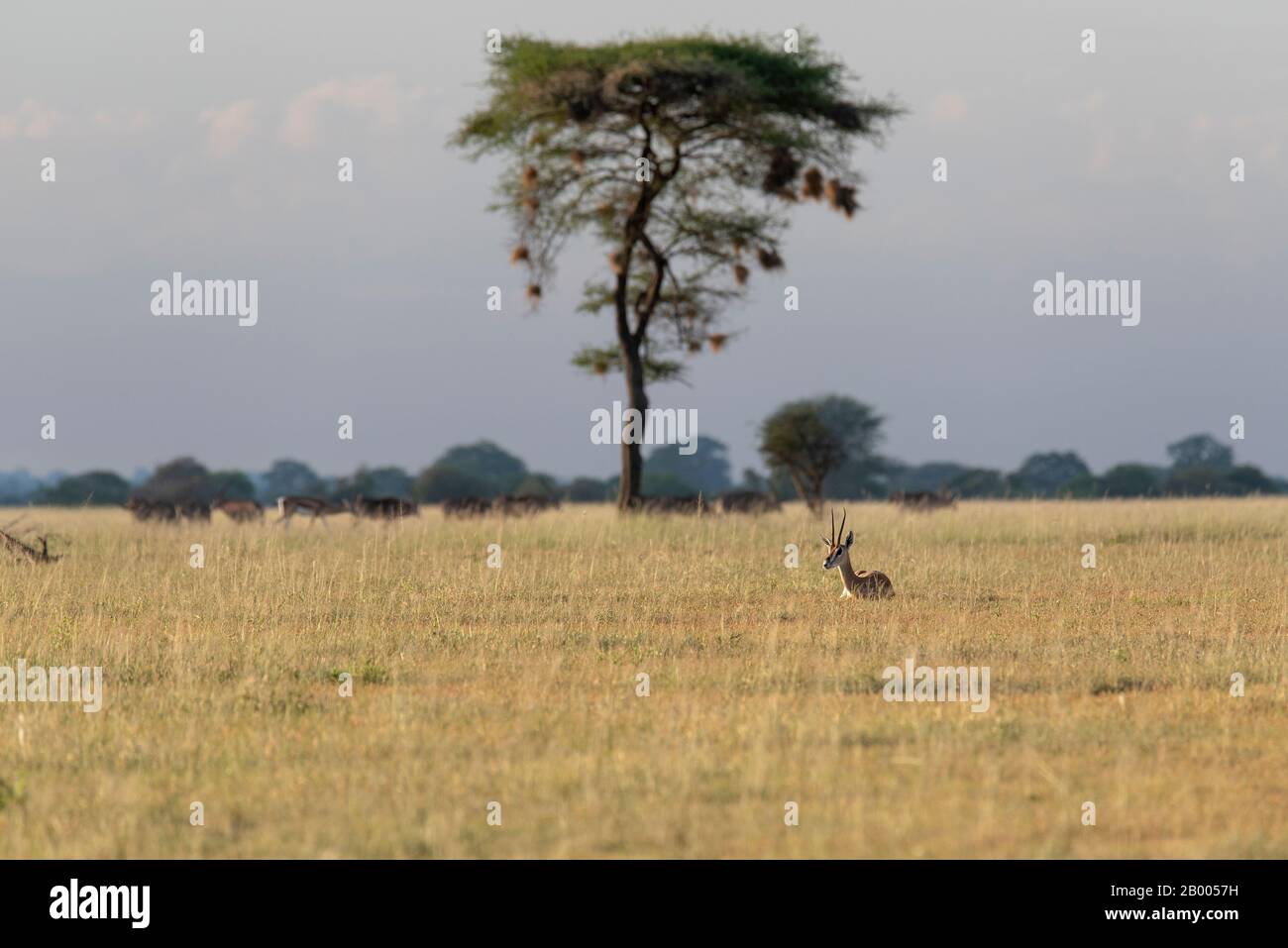 Paesaggio di Tarangire con nido d'uccello Weaver nell'albero e una gazzella di Thomson riposante al sole della sera. Foto Stock