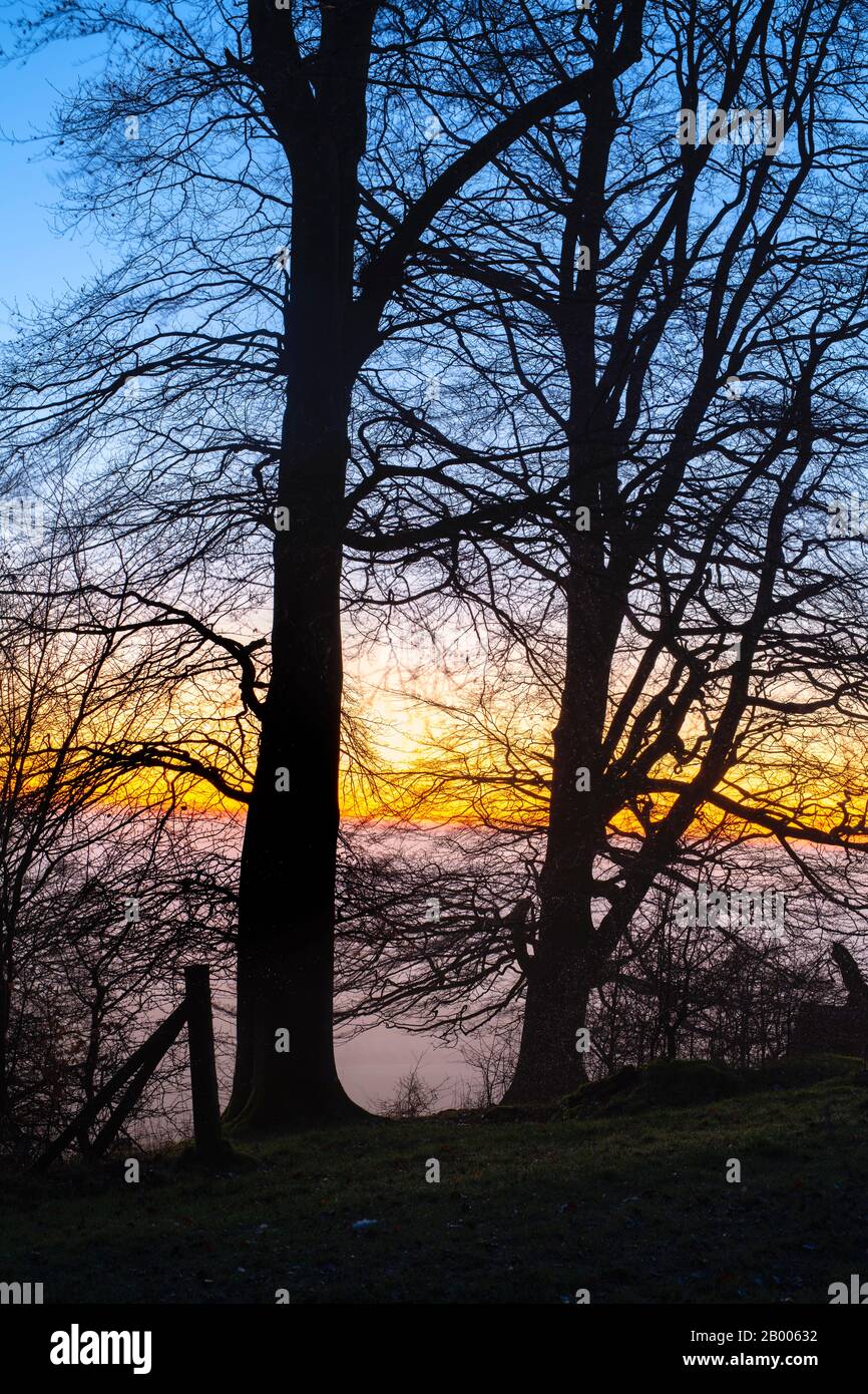 Faggi sulla cima di Martinsell Hill su una nebbiosa mattina invernale all'alba. Vicino Oare, Vale Of Pewsey, Wiltshire, Inghilterra Foto Stock