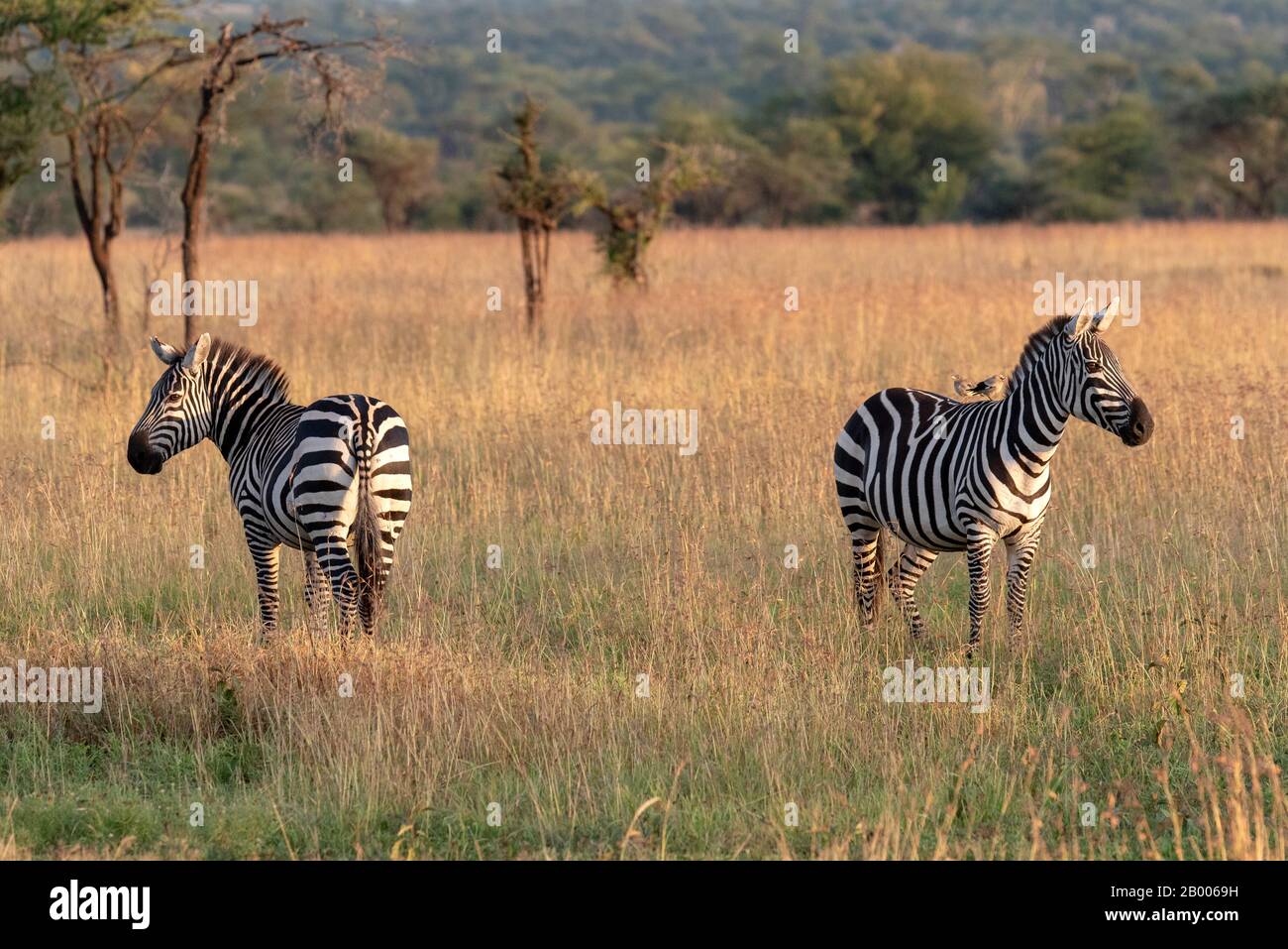 Coppia ZEBRA all'ora d'oro nel Parco Nazionale Serengeti Foto Stock