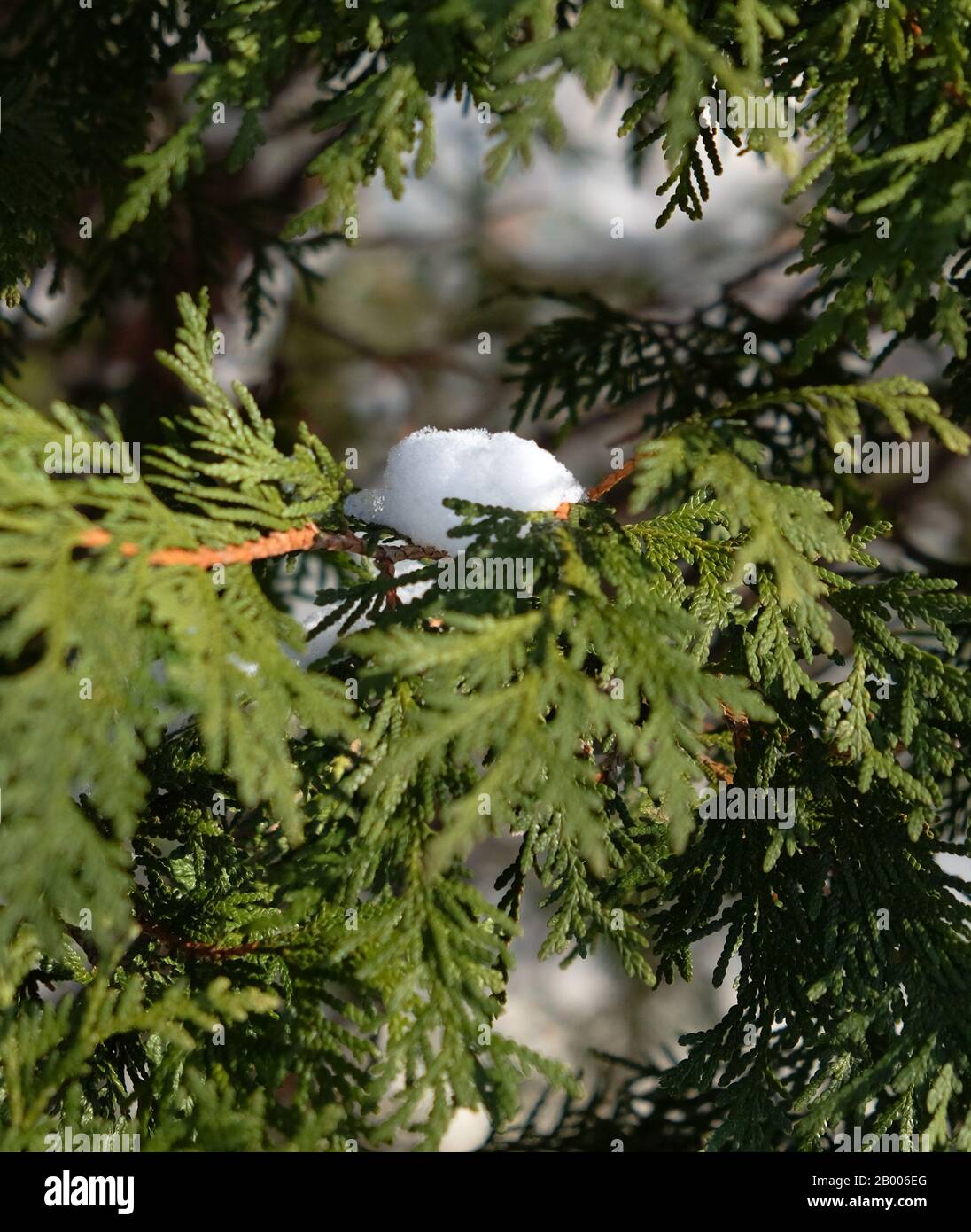 Nevicate sugli alberi Foto Stock