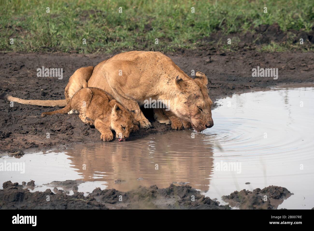 Livrea e cub che lambiscono l'acqua in una pozza fangosa Foto Stock